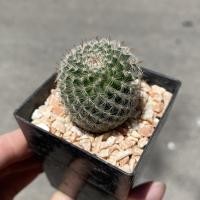 ราคา Mammillaria microthele แมมนกฮูก (9342496872)