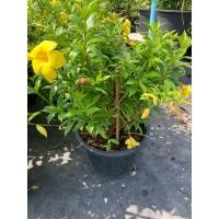 ราคา ต้นบานบุรีแคระไม้มงคล กระถาง10“ (40802812996)