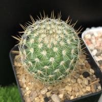 ราคา กระบองเพชรแมมนกฮูก/แคคตัส/แมมนกฮูก (8948424003)