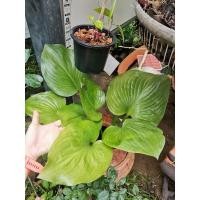 ราคา ว่านนางคุ้ม​ ว่านผู้เฒ่าเฝ้าบ้าน​ (4097852712)