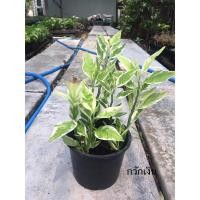 ราคา ต้นกวักเงิน / กวักทองใบด่าง ต้นไม้มงคลเรียกทรัพย์ (9528025059)