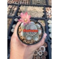 ราคา รีบูเทียคาร์นิวัล Rebutia carnival รีบูเทีย ดอกชมพู กระถางใหญ่ แคคตัส กระบองเพชร (8630839640)