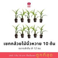 ราคา เซตกล้วยไม้นิ้วหวาย 10 ต้น ลำต้นแข็งแรงสมบูรณ์ มีให้เลือกหลากหลายสี (9780472192)