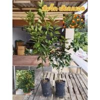 ราคา ต้นส้มจี๊ด ส้มจี๊ด แบบเสียบยอด สูงประมาณ50-60ซม. (21524775480)