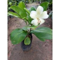 ราคา ต้นแก้วมุกดา/ตอนกิ่ง40-50ซม./ดอกใหญ่กลิ่นหอม ต้นเตี้ยติดดอก (24631597882)