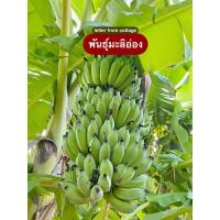 ราคา หน่อกล้วยน้ำว้า ขุดจากต้นแม่ (ไม่เพาะพันธุ์ ไม่แยกปลูก) (8575614287)