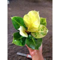 ราคา อโกลนิมา กุมารทองเรียกทรัพย์ กลาย ใบกลม (22177667249)