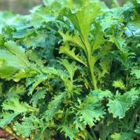 ราคา 300 เมล็ด ผักกาดเขียวใบหยัก ผักกาดเขียวปลี ผักกาดเขียวใบหยิก ผักกาดหิ่น ผักกาดเขียวน้อย Green Mustard Seeds (44022651399)