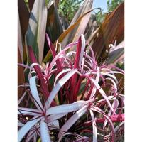 ราคา ต้นพันธุ์พลับพลึงนาค (25141737775)