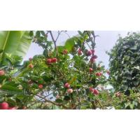 ราคา ต้นมะม่วงหาว มะนาวโห่พร้อมปลูก (19302701699)