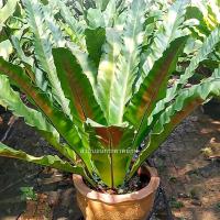 ราคา เฟิร์นข้าหลวง L ต้นเฟิน ข้าหลวง เฟิร์นหลังลาย เฟิร์นข้าหลวง เฟิร์นข้าหลวงหลังลาย เฟิร์นรังนก เฟิร์นข้าหลวงโอซ (24024286731)