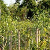 ราคา กิ่งตอน ผักหวานป่า ผักหวานสีทอง คละไซส์พร้อมวิธีปลูก (3393371852)