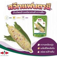 ราคา เมล็ดข้าวโพดข้าวเหนียว ลูกผสม สวีทแฟนตาซี F1 ตราศรแดง เมล็ดข้าวโพดสามสี เมล็ดพันธุ์ข้าวโพด ข้าวโพดศรแดง (26404013116)