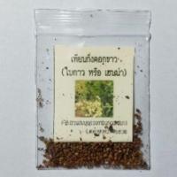 ราคา เมล็ดเทียนกิ่งดอกขาว ใบกาว หรือ เฮนน่า ใบใช้ย้อมผม อัตราการงอกสูง (5229632895)