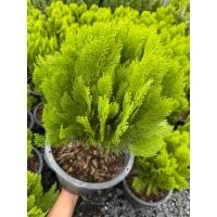 ราคา สนแผงแคระ ขนาดกระถาง 10นิ้ว (29432259540)