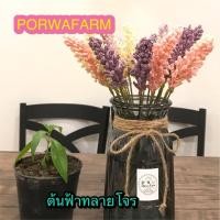 ราคา ต้นฟ้าทลายโจร ฟ้าทลายโจร 1 ต้น (6987881421)