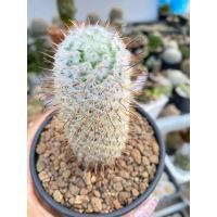 ราคา บอมไบเซียน่า mammillaria bombycina (18676171456)