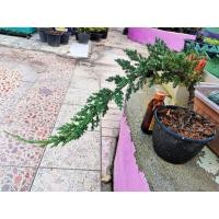 ราคา สนจูนิเปอร์ ทรงต้นตรงตามภาพ (4478977679)