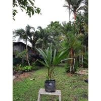 ราคา หมากแดง สูง 80 เซน 1-2 ต้นใหญ่ (21220249875)