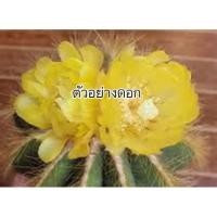 ราคา กลีบมะเฟืองทอง Parodia Magnifica แคคตัส กระบองเพชร (23877641837)