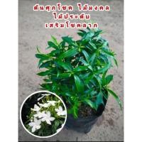 ราคา ต้นพุดศุภโชค พุ่มเตี้ย ไม้มงคล เสริมโชคลาถ (13847607956)