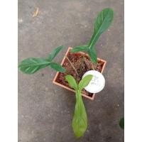 ราคา ฟิโลเดรนดรอน 69686 ฟอร์มสวย (8171499354)