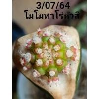 ราคา แคคตัส/ยิมโนด่าง/โมโมทาโร่(หัวสี)กราฟตอลูกผสม (10615718347)