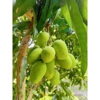 ราคา #ต้นมะม่วงเบา #ต้นมะม่วงเบาภาคใต้ สูงประมาณ 30-40 ซม. (42003686123)