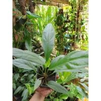 ราคา ต้นโชคเก้าชั้น แคระ พร้อมกระถาง (26950350207)