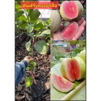ราคา รวม3สายพันธุ์ ต้น กิ่งตอน ฝรั่งแป้นสีทอง ฝรั่งกิมจู ฝรั่งหงเปาสือ Guava tree (46000184264)