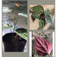 ราคา พลูลงยา (Celebes Pepper / Piper ornatum) (4254173684)