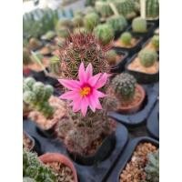 ราคา แมมหนามตะขอแดง(Mammillaria Beneckei )แคคตัส (12084333874)