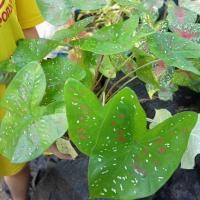 ราคา สาวน้อยประแป้ง เป็นกอ 5-7ต้น (12422003209)