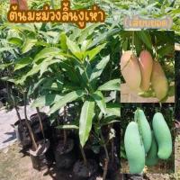 ราคา ต้นมะม่วงลิ้นงูเห่า เป็นมะม่วงพันธุ์ไทยโบราณ ต้นต้นสูงประมาณ 60-70 ซม. (29757177421)