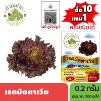 ราคา ทำมะชาดฟาร์ม (ซื้อ10แถม1) เมล็ดพันธุ์ เรดบัตตาเวีย ขนาด0.2กรัม ประมาณ200เมล็ด RED BATAVIA ผักสลัด เมล็ดพันธุ์พืช เมล็ด (3236330756)