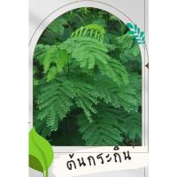 ราคา ต้นกล้ากระถิน ต้นกระถิน (15799538652)