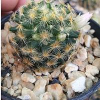 ราคา แมมขนนกเหลือง(Mammillaria schiedeana) (3480306094)