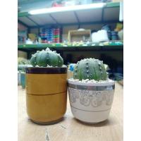 ราคา ต้นไม้ประดับบ้านและสวนastrophytumขนาด 6 cm ในกระถางเซรามิกญี่ปุ่น 3 ขายเป็นคู่ 2 ต้น (28640225321)