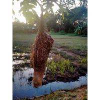 ราคา รังนกกระจาบ ตัวเมีย (14859554728)