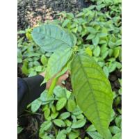 ราคา โกโก้ชุมพร 1 12ต้นแถม2ต้น 300บ. (42423565781)