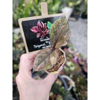 ราคา ต้นกวักมรกตดำด่างสีส้มชมพู (28053272400)