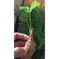 ราคา ต้นปรง ปรงป่า ปรงจิ๋ว ไม้ประดับน่ารักๆ จัดส่งแบบหัวพร้อมปลูก ไม้มินิมอล ไม้โขดเลี้ยงง่ายไม่ชอบน้ำ (13456154774)