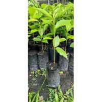 ราคา ต้นกล้ายางนา1ชุด4ต้น 100 บาท (4991913184)