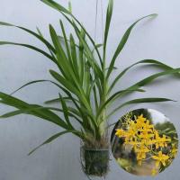 ราคา กล้วยไม้เอื้องหางช้างเผือก หรือเพชรหึง (7774279141)