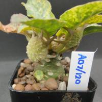 ราคา มะพร้าวทะเลทรายใบกลมด่าง(dorstenia) (20152325184)