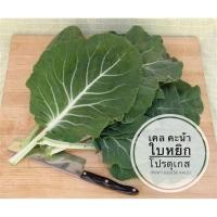 ราคา 20เมล็ด เคล คะน้าใบหยิก โปรตุเกส (Portuguese Kale) (7387763272)