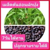 ราคา เมล็ดผักบุ้งเพาะงอก 1,000 เมล็ด เมล็ดผักบุ้งต้นอ่อน ผักบุ้งงอก เมล็ดผักบุ้ง ทานตะวันงอก เมล็ดพันธุ์ผักบุ้ง (5734535743)