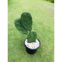 ราคา ต้นกระบองเพชรรับประทานผล สายพันธุ์ Opuntia ficus-indica #โอพันเทีย #Opuntia cactus #ใบเสมา #แคคตัส #พันธุ์ไม้หนาม (6344333903)