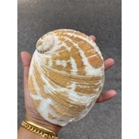ราคา เปลือกหอยเป๋าหื้อออสเตรเลีย สีส้มธรรมชาติ เปลือกหอยสะสม หายาก ขนาด14-15CM (8623753172)