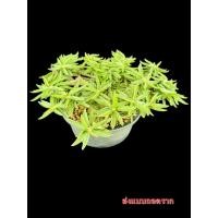 ราคา ยูโฟเบียไดโนเสาร์ ใบเรียว Euphorbia Decaryi กระถาง 3 นิ้ว ส่งแบบถอดราก แคคตัส ไม้อวบน้ำ Cactus and Succulent (26084830303)